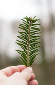 Una mano tiene un rametto dalle foglie aghiformi