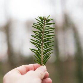 Una mano tiene un rametto dalle foglie aghiformi